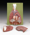 Lungs With Heart, Diaphragm and Larynx Model